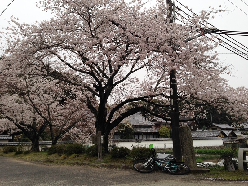 天野山金剛寺前の桜